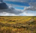 green sheaves on a mowed buckwheat field, beautiful clouds Royalty Free Stock Photo