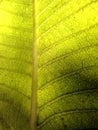 Patterns of the leaf veins