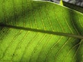 Patterns of the leaf veins