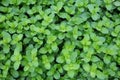 Patterns and leaves green plants. Royalty Free Stock Photo