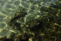 Patterns of light on the seaweed and sand on the seabed