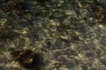 Patterns of light on the seaweed and sand on the seabed