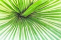 Patterns nature of colorful banana leaves texture with reflection from the sun for background Royalty Free Stock Photo