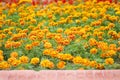 Patterns of nature colorful flowers french marigolds ornamental blooming in garden and balcony on background