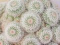 Patterns nature of colorful flowers white with green and pink color cactus blooming , top view ornamental plants texture for
