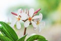 Patterns nature of colorful inflorescence white plumeria rubra flowers blooming and red bud frangipani in garden