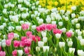 Patterns nature of colorful ornamental flowers pink ,white and yellow tulip field with water drops group blooming for background Royalty Free Stock Photo