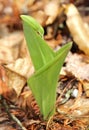 Pink Lady Slipper Royalty Free Stock Photo