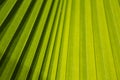 Patterns of A Palm Leaf for Background