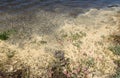 Patterns and plants in pollen on the water Royalty Free Stock Photo