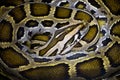patterns of pythons.