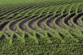 Patterns in rows of soybeans