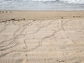 Patterns in the sand of hatched green baby turtles rushing to th