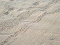 Patterns in the sand of hatched green baby turtles rushing to th