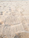 Patterns in the sand of hatched green baby turtles rushing to th