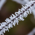Patterns showcasing dendritic structures typical of a cold humid Royalty Free Stock Photo