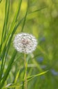 Patterns and textures of a dandelion gone to seed Royalty Free Stock Photo