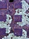 Close up of lichen found on a wall