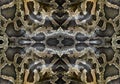 Patterns and textures of Python. Royalty Free Stock Photo