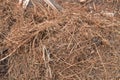 patterns, textures and shapes of dried reeds, backgrounds of reeds