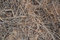 patterns, textures and shapes of dried reeds, backgrounds of reeds