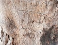 Patterns of tree skin Royalty Free Stock Photo