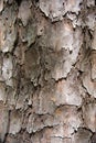 Patterns on a tree standing still in a park.