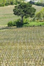 Patterns of a Vineyard in Tuscany Royalty Free Stock Photo