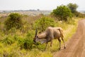 Patterson`s eland isolate in Nairobi park Royalty Free Stock Photo