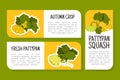 Pattypan Squash Label Design with Scalloped Vegetable Vector Template