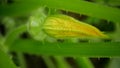 Pattypan squash patty pan Cucurbita pepo patissonian summer white squash young unripe fruit garden rest of yellow flower Royalty Free Stock Photo