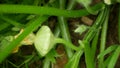 Pattypan squash patty pan Cucurbita pepo patissonian summer white squash young unripe fruit garden rest of yellow flower Royalty Free Stock Photo