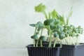 Pon windowsill. attypan squash sprout seedlings in container