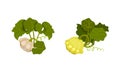 Pattypan Squash or Summer Squash with Scalloped Edges and Green Leaves Vector Set