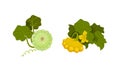 Pattypan Squash or Summer Squash with Scalloped Edges and Green Leaves Vector Set