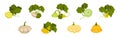 Pattypan Squash or Summer Squash with Scalloped Edges and Green Leaves Vector Set