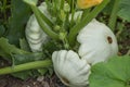 Pattypan, white squash, Cucurbita pepo Royalty Free Stock Photo