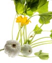 Pattypan, white squash, Cucurbita pepo plant