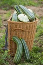 Pattypan, white squash, Cucurbita pepo and zucchini in a basket Royalty Free Stock Photo