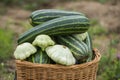 Pattypan, white squash, Cucurbita pepo and zucchini in a basket Royalty Free Stock Photo