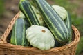 pattypan, white squash, Cucurbita pepo and zucchini Royalty Free Stock Photo