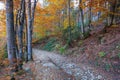 Patway in autumn forest