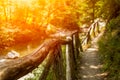 Patway in the forest with hot colors during a hot summer day