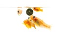 Group of four Paty Fish on white background Royalty Free Stock Photo