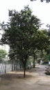 Pau Brasil Tree in Catacumba Park Lagoa Rodrigo de Freitas Rio de Janeiro Brazil. Royalty Free Stock Photo
