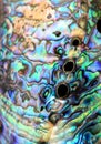 Paua abalone shell detail Royalty Free Stock Photo