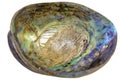 Paua Abalone Shell Inside Closeup Royalty Free Stock Photo