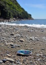 Paua Abalone shell washed up on the Kapiti Island Beach.