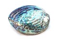 Paua shell