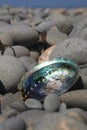 Paua Shell